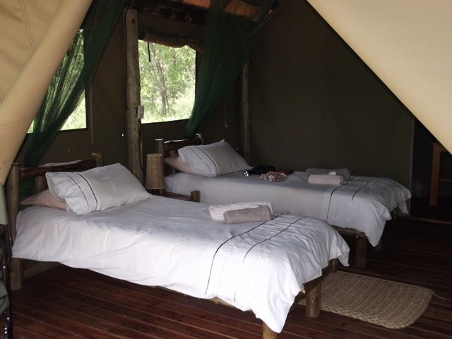 My Zelt is my castle - auf Walking Safari in Afrikas Busch im Krüger Park von Südafrika